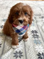 Jasper , a male Cavapoo and Cavalier King Charles Spaniel for sale in Marshfield, MO – 8 of 10