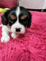 Ace , a male Cavalier King Charles Spaniel for sale in Marshfield, MO – 8 of 10