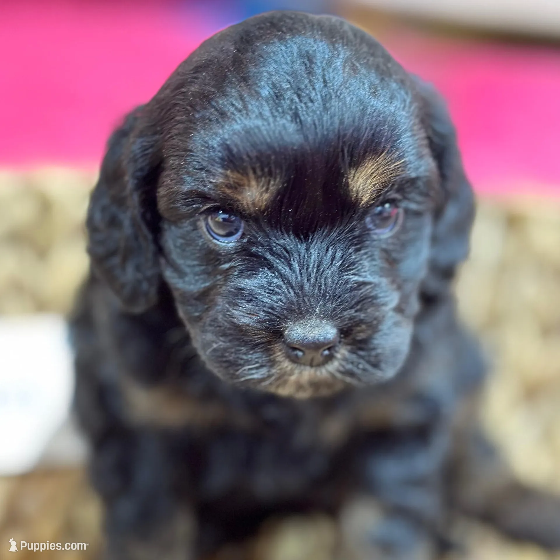 Nora – Cavapoo puppy for sale in Missouri, MO