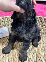 Nora, a female Cavapoo for sale in Missouri, MO – Photo 4 of 5