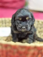 Nora, a female Cavapoo for sale in Missouri, MO – Photo 3 of 5