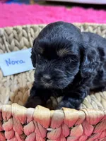 Nora, a female Cavapoo for sale in Missouri, MO – Photo 5 of 5