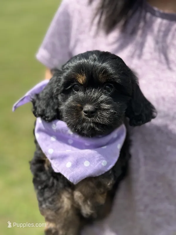Nora – Cavapoo puppy for sale in Missouri, MO