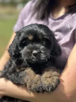 Nora, a female Cavapoo for sale in Missouri, MO – Photo 6 of 10