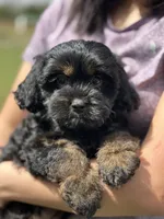 Nora, a female Cavapoo for sale in Missouri, MO – Photo 8 of 10
