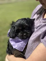 Nora, a female Cavapoo for sale in Missouri, MO – Photo 5 of 10