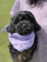 Nora, a female Cavapoo for sale in Missouri, MO – Photo 9 of 10