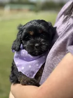 Nora, a female Cavapoo for sale in Missouri, MO – Photo 4 of 10