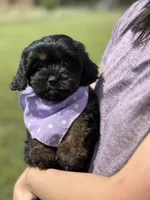 Nora, a female Cavapoo for sale in Missouri, MO – Photo 7 of 10