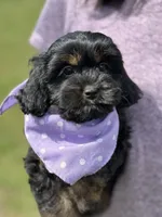 Nora, a female Cavapoo for sale in Missouri, MO – Photo 2 of 10