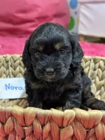 Nora, a female Cavapoo for sale in Missouri, MO – Photo 2 of 5