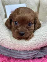 Lily , a female Cavapoo and Cavalier King Charles Spaniel for sale in Marshfield, MO – 7 of 10