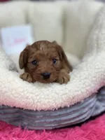 Lavern , a female Cavapoo and Cavalier King Charles Spaniel for sale in Marshfield, MO – 3 of 5