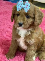 Bailey , a female Cavapoo and Cavalier King Charles Spaniel for sale in Marshfield, MO – 10 of 10