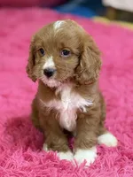 Murray , a male Cavapoo and Cavalier King Charles Spaniel for sale in Marshfield, MO – 8 of 10