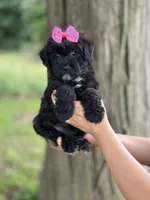 Olive, a female Schnoodle for sale in Marshfield, MO – 9 of 10