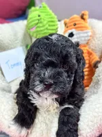 Tommy, a male Cavapoo and Cavalier King Charles Spaniel for sale in Marshfield, MO – 8 of 10