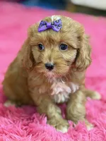 Lacy, a female Cavapoo and Cavalier King Charles Spaniel for sale in Marshfield, MO – 9 of 10
