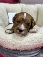 Hugo , a male Cavapoo and Cavalier King Charles Spaniel for sale in Marshfield, MO – 2 of 7
