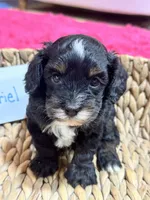 Gabriel , a male Cavapoo and Cavalier King Charles Spaniel for sale in Marshfield, MO – 4 of 8