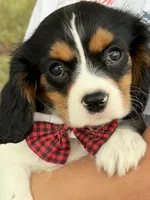 Ace , a male Cavalier King Charles Spaniel for sale in Marshfield, MO – 2 of 10