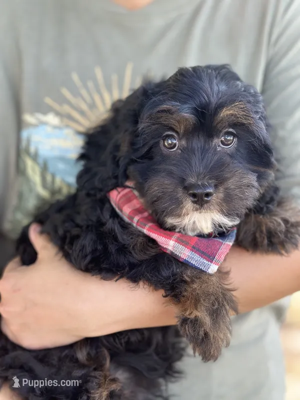Billy  – Cavapoo, Cavalier King Charles Spaniel puppy for sale in Marshfield, MO