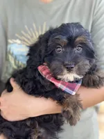Billy , a male Cavapoo and Cavalier King Charles Spaniel for sale in Marshfield, MO – 1 of 10