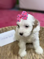 Snowball, a female Cavapoo and Cavalier King Charles Spaniel for sale in Marshfield, MO – 3 of 10