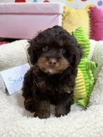 Snickers , a male Cavapoo and Cavalier King Charles Spaniel for sale in Marshfield, MO – 7 of 9