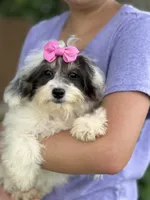 Domino, a female Cavapoo and Cavalier King Charles Spaniel for sale in Marshfield, MO – 4 of 6