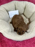Fred, a male Cavapoo and Cavalier King Charles Spaniel for sale in Marshfield, MO – 8 of 10