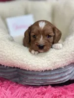 Shirley, a female Cavapoo and Cavalier King Charles Spaniel for sale in Marshfield, MO – 2 of 9