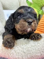 Bobby , a male Cavapoo and Cavalier King Charles Spaniel for sale in Marshfield, MO – 4 of 8