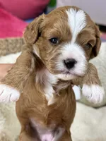 Dixie, a female Cavapoo and Cavalier King Charles Spaniel for sale in Marshfield, MO – 4 of 10