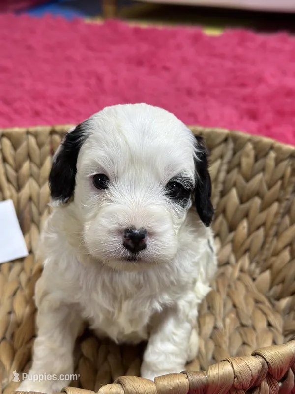 Petey – Cavapoo puppy for sale in Missouri, MO