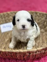 Petey, a male Cavapoo for sale in Missouri, MO – Photo 2 of 5