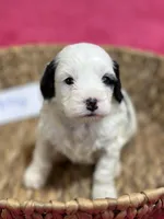 Petey, a male Cavapoo for sale in Missouri, MO – Photo 4 of 5