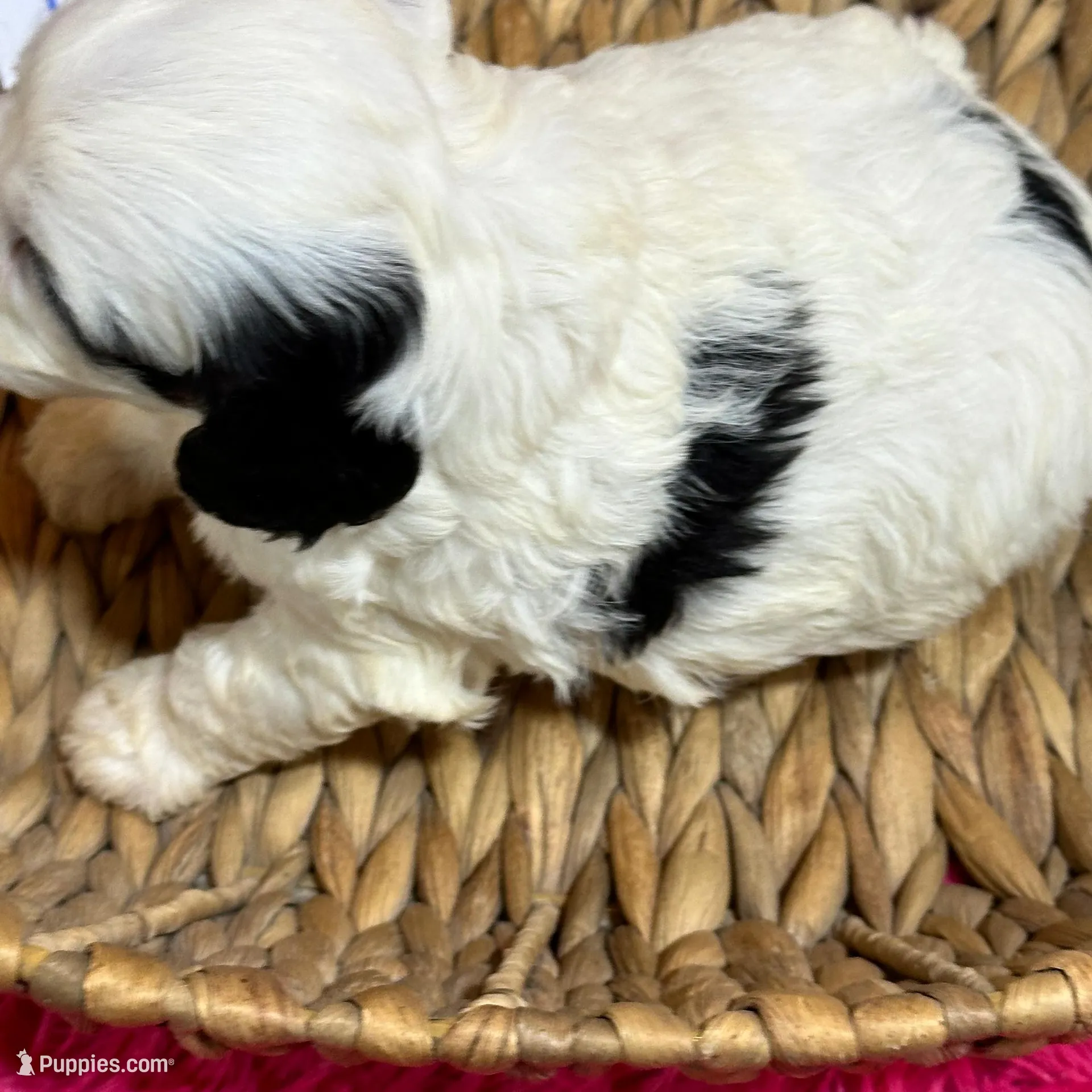 Petey, a male Cavapoo for sale in Missouri, MO – Photo 3 of 5