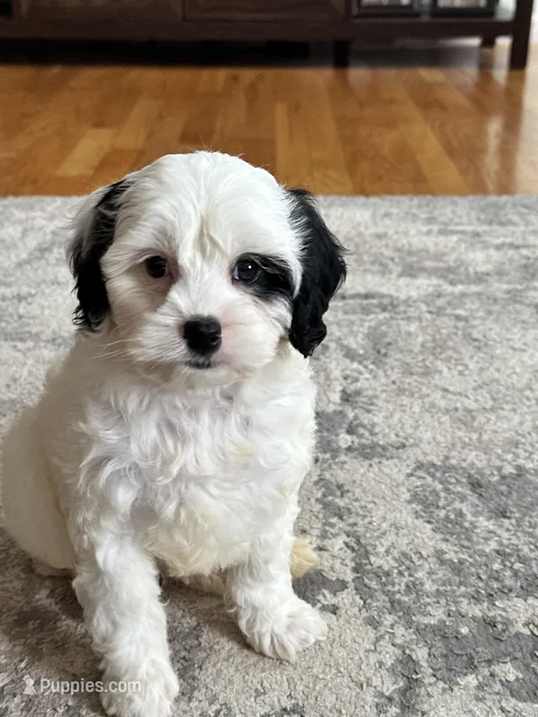 Petey – Cavapoo puppy for sale in Missouri, MO