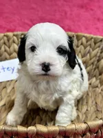 Petey, a male Cavapoo for sale in Missouri, MO – Photo 5 of 5