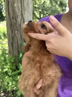 Ruby, a female Cavapoo and Cavalier King Charles Spaniel for sale in Marshfield, MO – 8 of 8