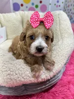 Paprika, a female Cavapoo and Cavalier King Charles Spaniel for sale in Marshfield, MO – 2 of 10