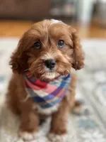 Jasper , a male Cavapoo and Cavalier King Charles Spaniel for sale in Marshfield, MO – 1 of 10