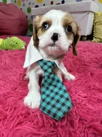 Johnny, a male Cavalier King Charles Spaniel for sale in Marshfield, MO – 5 of 10