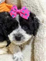 Tulip, a female Cavapoo and Cavalier King Charles Spaniel for sale in Marshfield, MO – 2 of 7