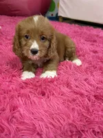 Murray , a male Cavapoo and Cavalier King Charles Spaniel for sale in Marshfield, MO – 4 of 10