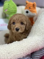 Phoebe, a female Cavapoo and Cavalier King Charles Spaniel for sale in Marshfield, MO – 7 of 8