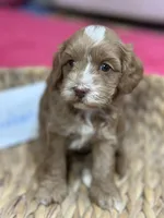 Ruben , a male Cavapoo and Cavalier King Charles Spaniel for sale in Marshfield, MO – 4 of 8