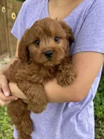 Opie, a male Cavapoo and Cavalier King Charles Spaniel for sale in Marshfield, MO – 5 of 10