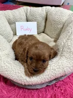 Ruby, a female Cavapoo and Cavalier King Charles Spaniel for sale in Marshfield, MO – 4 of 10